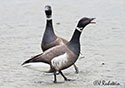 Branta bernicla